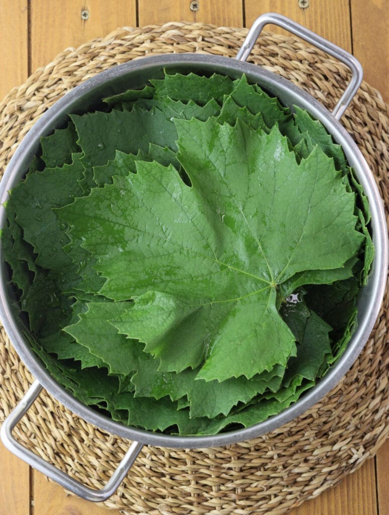 Young grape leaves in a pot.